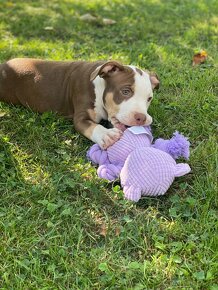 American bully Classic / Standard k odběru - 6