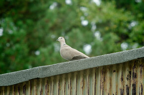 Vzácny objektív KOMURA 90-250 mm / 4.5 - mount Canon FD - 6