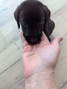 Labrador retriever steniatko - 6