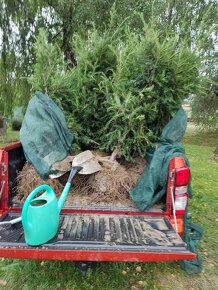 PREDáM Tis obyčajný (Taxus baccata) - 6