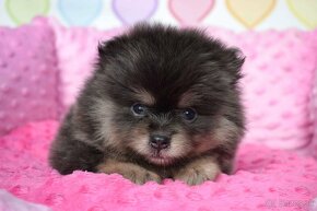 Pomeranian fenka s PP Blue and Tan - 6