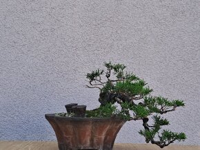 Bonsai / bonsaj - rozne, foto v prilohe, ponuka v texte - 6