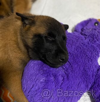 Belgický ovčák Malinois - 6