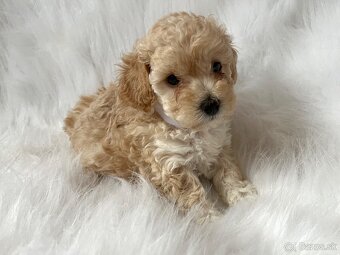 Maltipoo šteniatka - 6