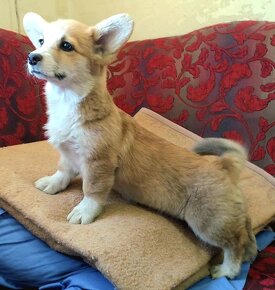 Welsh Corgi Pembroke - 6