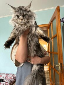 Maine Coon s PP - 6