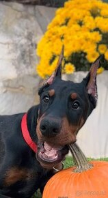 DOBERMAN ŠTENIATKA S FCI P.P - 6