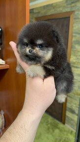 Pomeranian mini Boo - 6