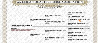 Quarter Horse - 6