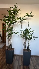 Rastliny palma Dracena 2x - 6