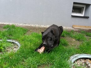 Cane corso steniatka - 6