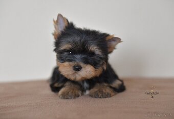 YORKSHIRE TERRIER s PP rodokmenom - 6