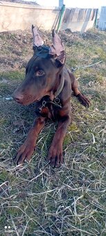 Doberman šteniatko s PP - 6