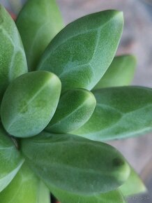 Pachyphytum compactum f.cristata variegata - 6