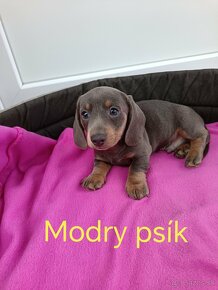 Jazvečík trpaslici cokoladovy, izabela merle, modry - 6