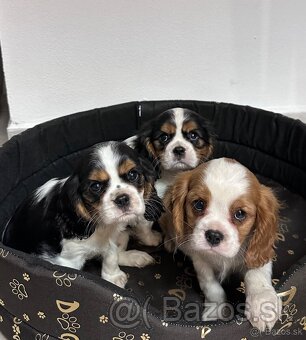 Cavalier King Charles Spaniel,cavalier - 6