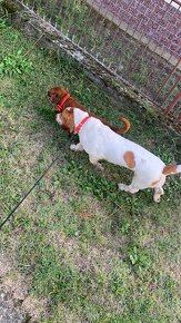 Basset Hound Bicolor - 6