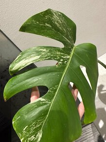 Monstera Albo Variegata - 6