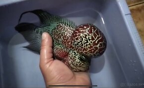 Flowerhorn odchov - 6