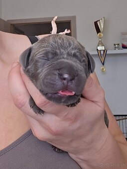 Cane Corso s PP - 6