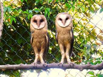 Sova pálená (Tyto alba) - 6