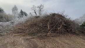 Darujem palivové drevo a drevo vhodné na štiepku - 6