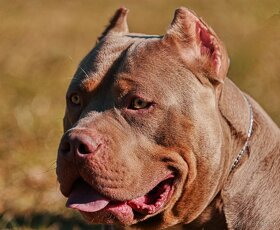 American Bully XL - 6