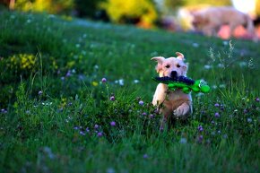 GOLDEN RETRIEVER-zlaty retrivr, zlaty retriever , american G - 6