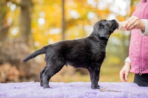 Flat coated retriever - 6