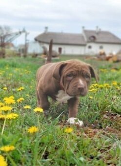 American Bully XL - 6