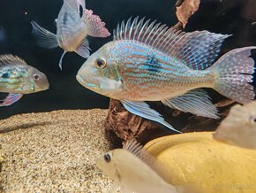 Geophagus Sveni WF - 6