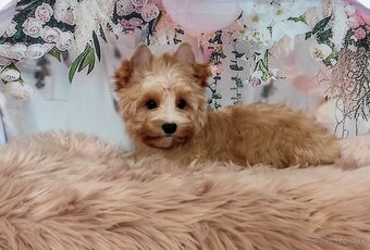 Yorkshire terrier, Yorkshire,York s PP - 6