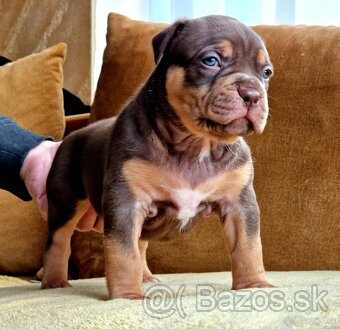 American bully xl - 6