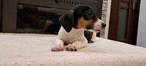 Jack Russell terier - 6