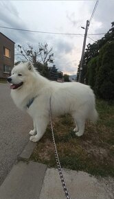 Samojed - 6