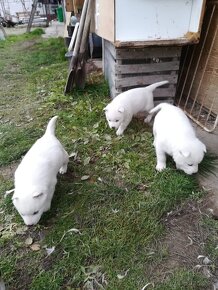 Sibírsky husky šteniatka biele a čiernobiele - 6