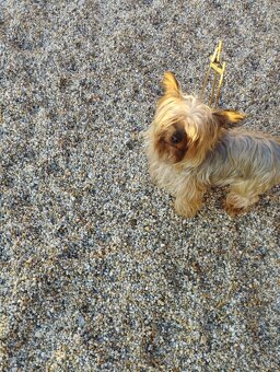 Yorkshire terrier, yorkshirsky terier, york - 6