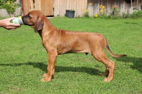 CHS Malumiwanga Rhodesian Ridgeback - 6