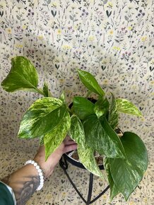 Epipremnum Marble QUEEN - 6