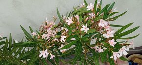 mladý oleander na kmeni, výška vrátane črepníka 100cm - 6