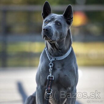 Thai Ridgeback - šteniatka - Polsko - 6