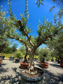 Olivovník európsky (Olea europaea) - 6