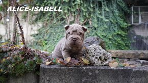 šarpej sharpei - 6