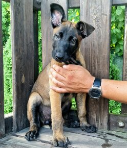 Belgicky ovciak malinois - 7