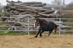 Predám valacha - Percheron - 7