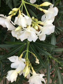 Predám OLEANDRE..OLEANDER - 7