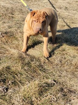 Shar-pei - 7