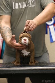 AMERICAN BULLY - 7