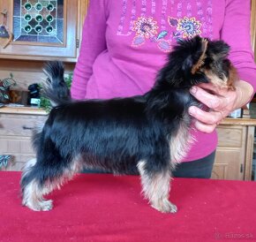 YORKSHIRE TERRIER  s PP - 7