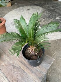 Cycas Revoluta - 7